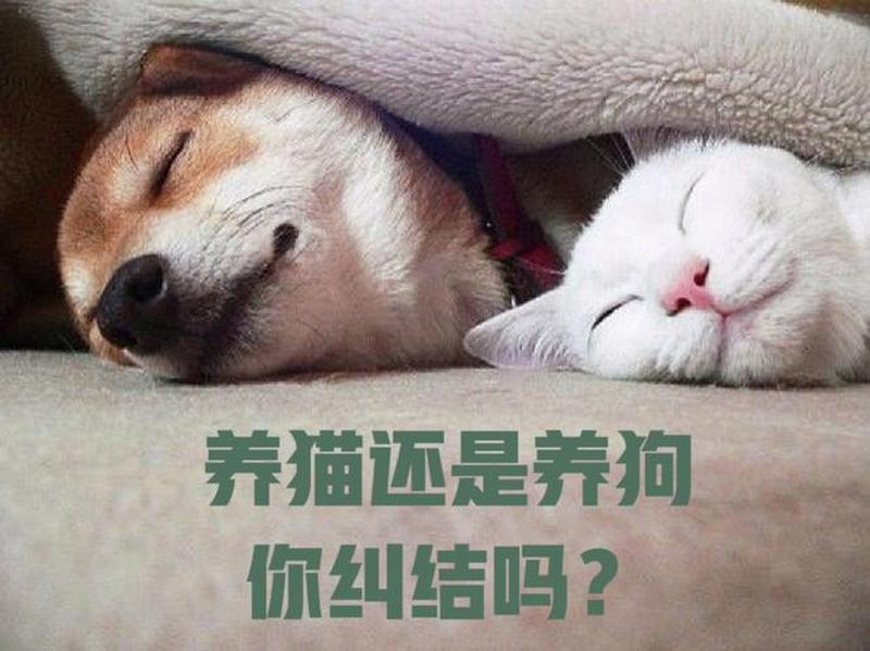 养猫的人都怕狗(养猫的人怕狗吗)-第1张图片-猫咪屋