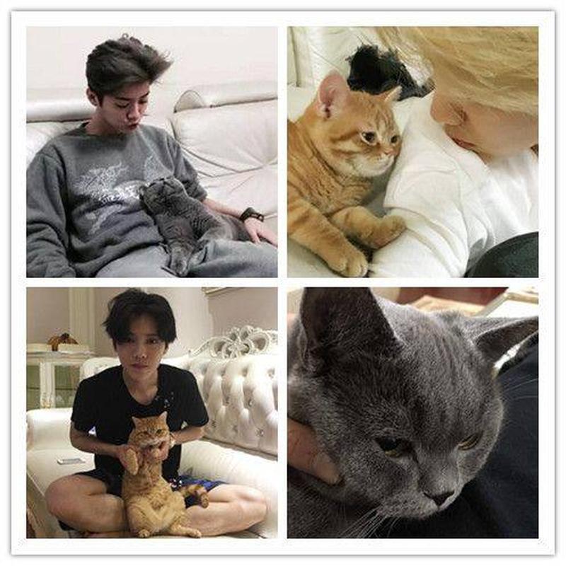 男孩子养猫还是好(男孩子养猫还是好呢)-第1张图片-猫咪屋