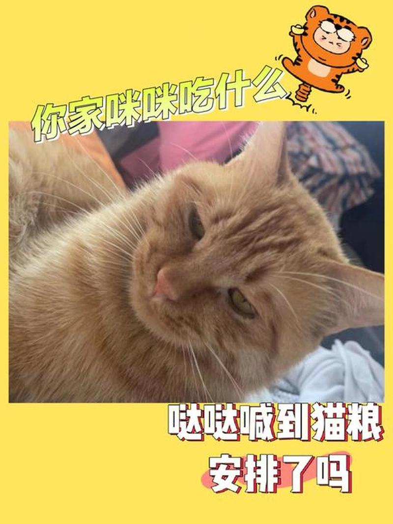 只喂猫吃鸡蛋(猫咪专属蛋”营养：鸡蛋盛宴，为爱宠健康保驾护航)-第1张图片-猫咪屋