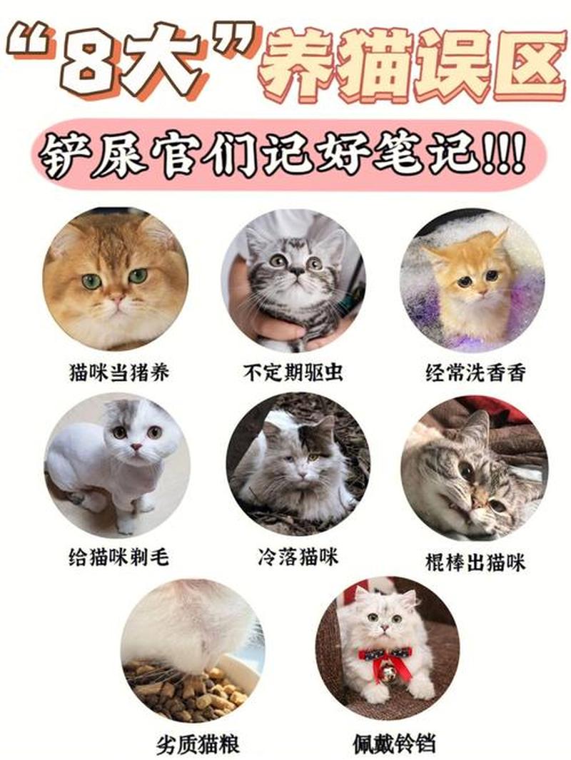 养猫能用84拖地吗(养猫后用84消毒地板：科学还是误区？)-第1张图片-猫咪屋