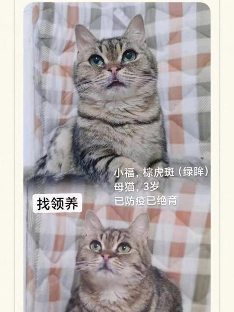 北京去哪里领养猫—京华寻觅毛绒伴侣：北京领养猫咪指南-第1张图片-猫咪屋