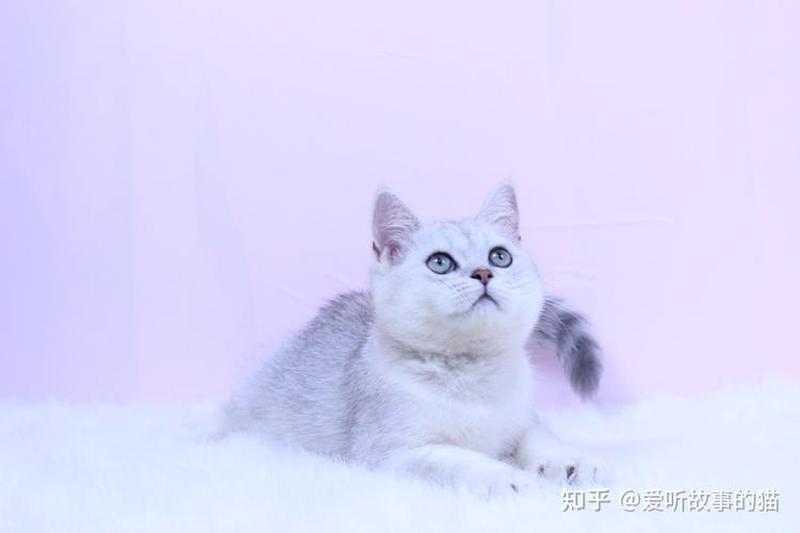 银渐层猫图片—银渐层猫图片长毛-第1张图片-猫咪屋