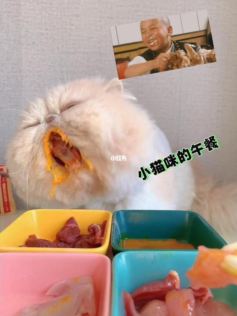 猫舍的猫喂什么_猫舍的猫喂什么食物-第1张图片-猫咪屋