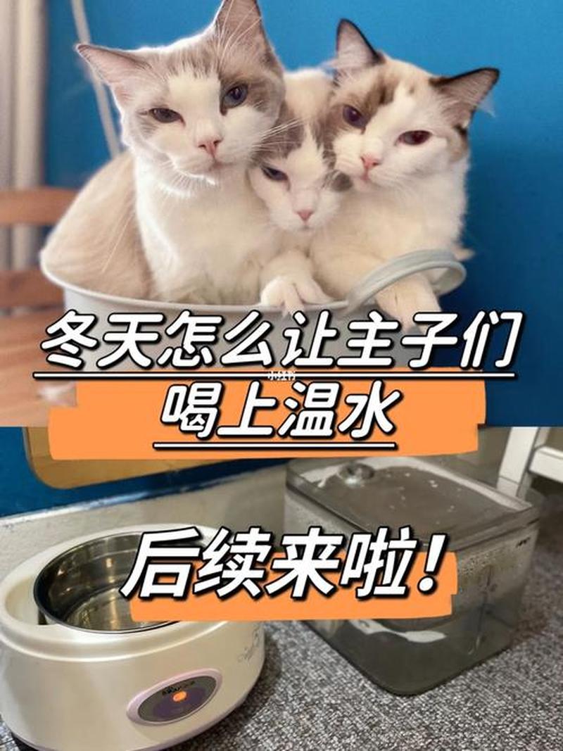 猫生病了怎么喂它喝水呢(温馨提示：当猫生病时如何有效补水)-第1张图片-猫咪屋