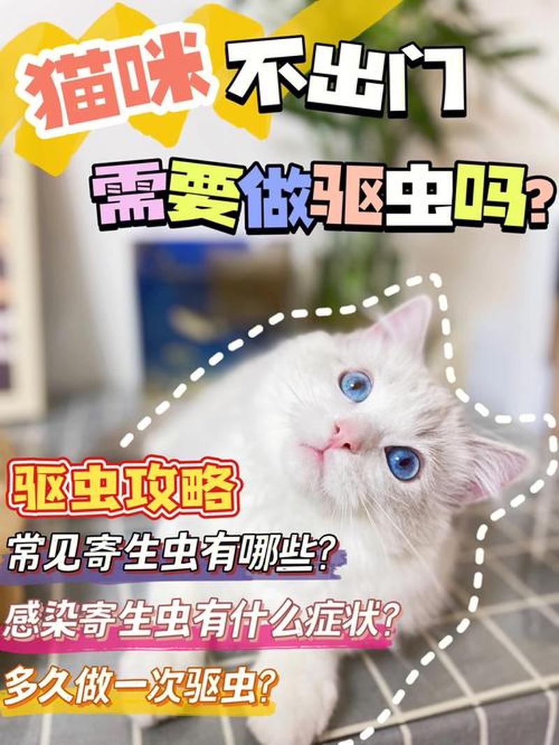 养猫感觉身上有跳蚤_养猫身上有跳蚤怎么办-第1张图片-猫咪屋