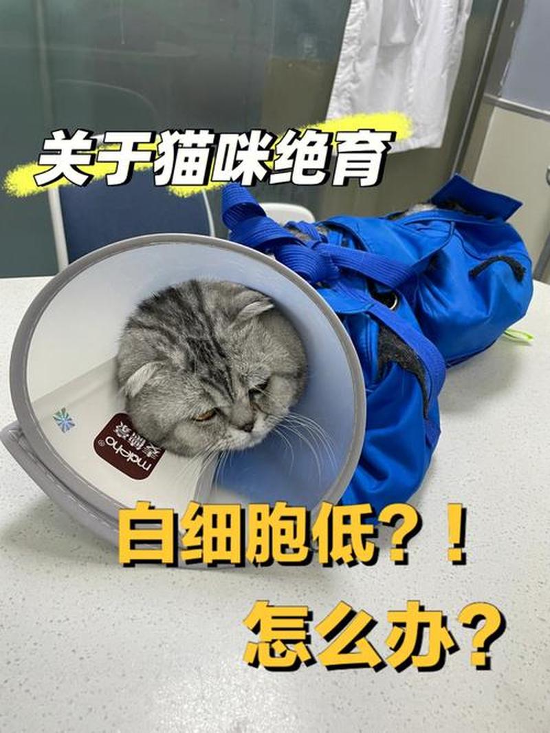 白细胞偏低 猫—白细胞低能之家的猫咪乐园-第1张图片-猫咪屋