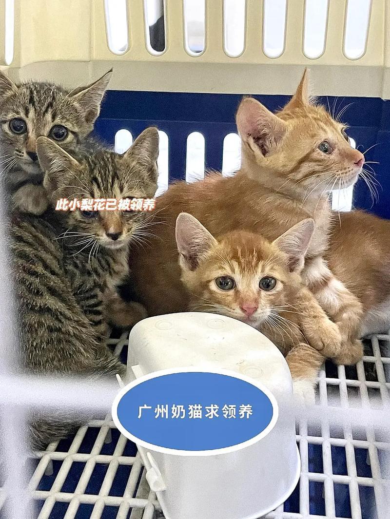 广州有偿领养猫—广州有偿领养猫的地方-第1张图片-猫咪屋