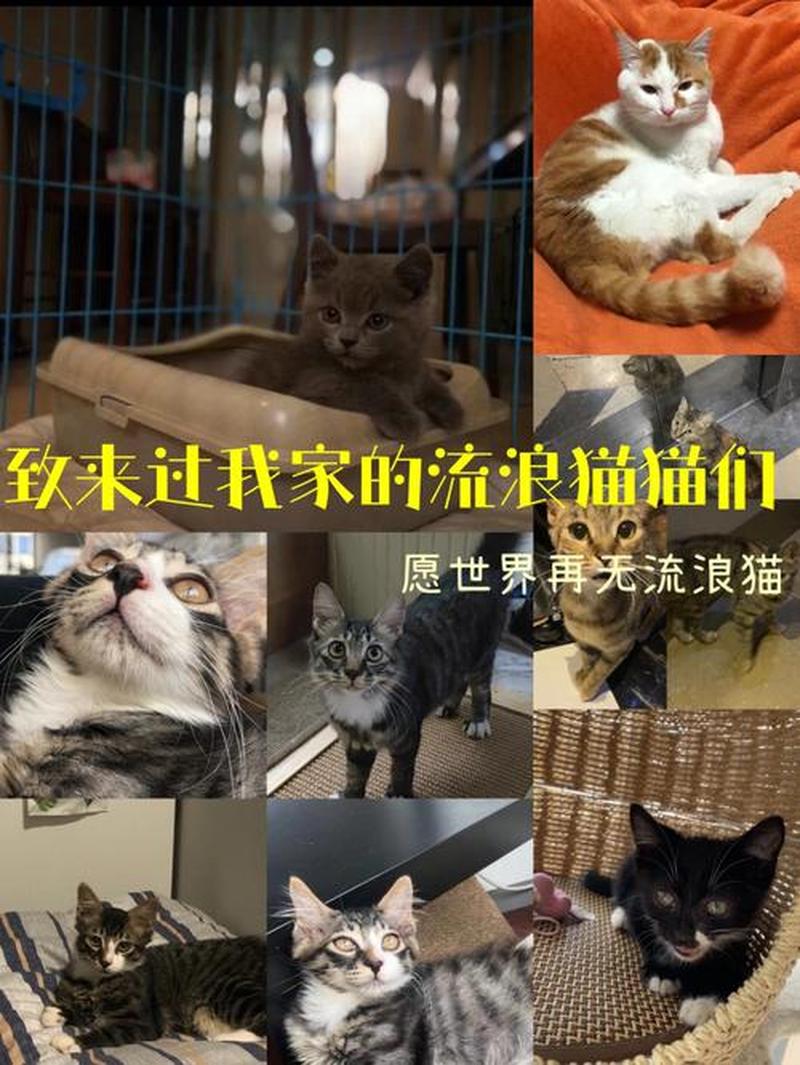 领养猫 *** — *** 上领养猫-第1张图片-猫咪屋