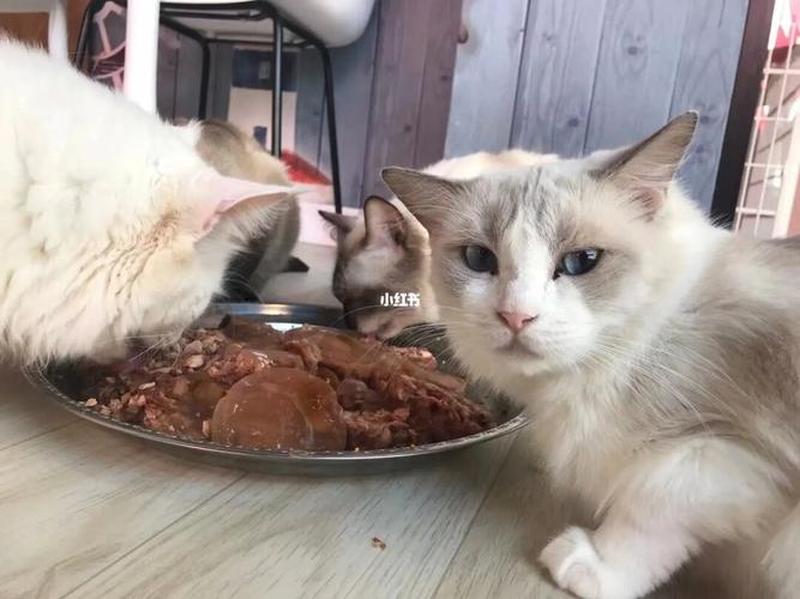 三周大的猫多久喂一次食物_三周猫猫每日喂食频率指南-第1张图片-猫咪屋