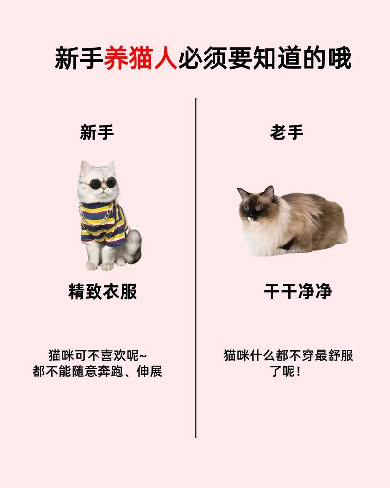 养猫为什么贵—养猫那么麻烦为什么还要养-第1张图片-猫咪屋