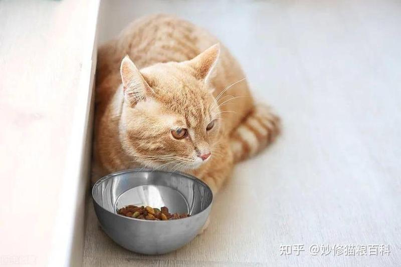 猫猫没食欲怎么办_猫咪没啥食欲-第1张图片-猫咪屋