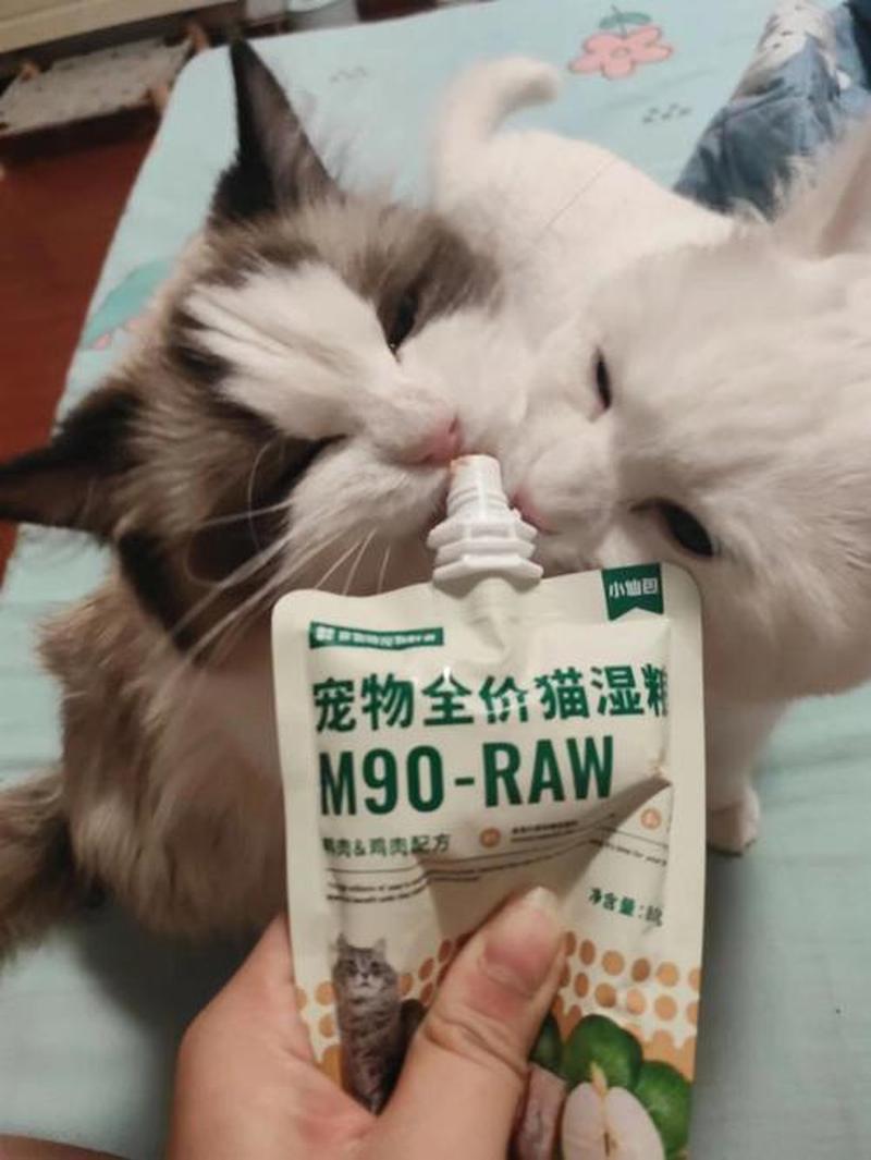 宠物猫必须吃猫粮么(宠物猫的饮食课：猫粮真的不可或缺吗？)-第1张图片-猫咪屋