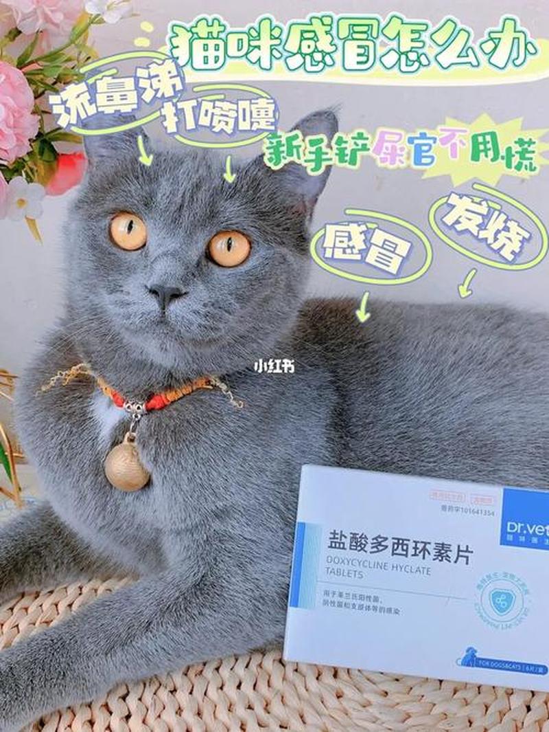 养猫需要打什么针吗_猫咪疫苗接种必知：守护猫星人健康指南-第1张图片-猫咪屋