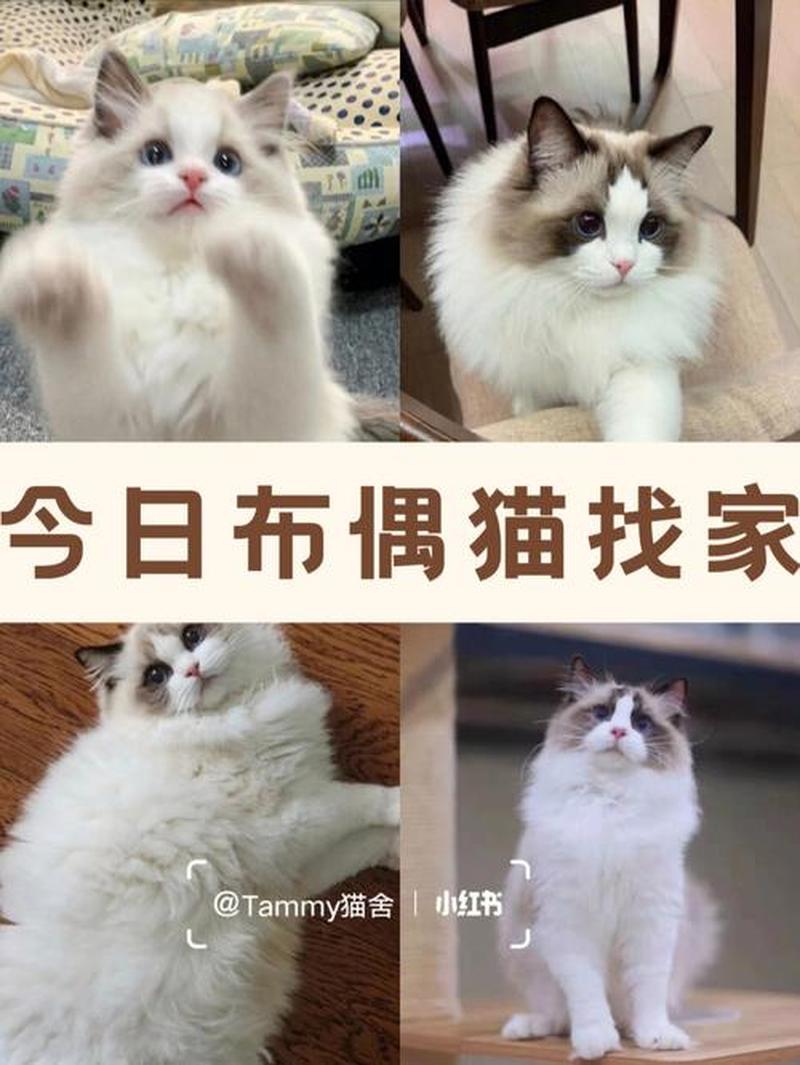 散养猫精神不好—养猫可能增加精神异常风险？背后的原因细思极恐-第1张图片-猫咪屋