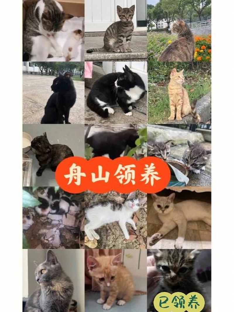 黄山屯溪领养猫(黄山宠物领养)-第1张图片-猫咪屋