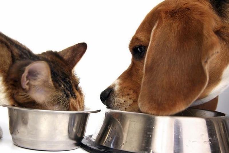 能给猫喂一次狗粮吗_猫可以喂狗粮-第1张图片-猫咪屋