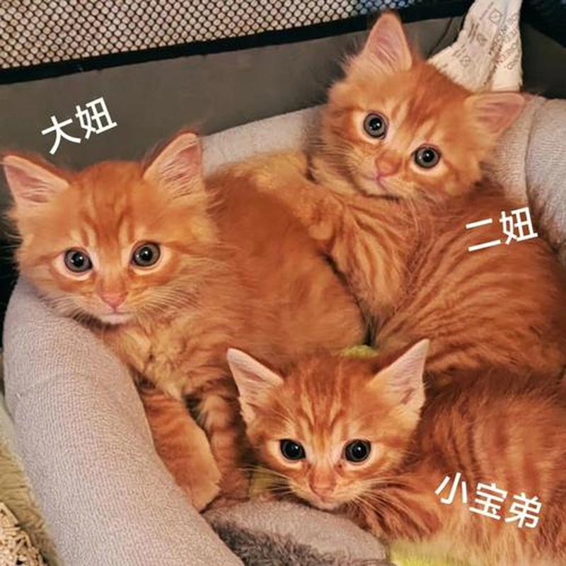 上海领养猫要求(上海地区领养猫)-第1张图片-猫咪屋