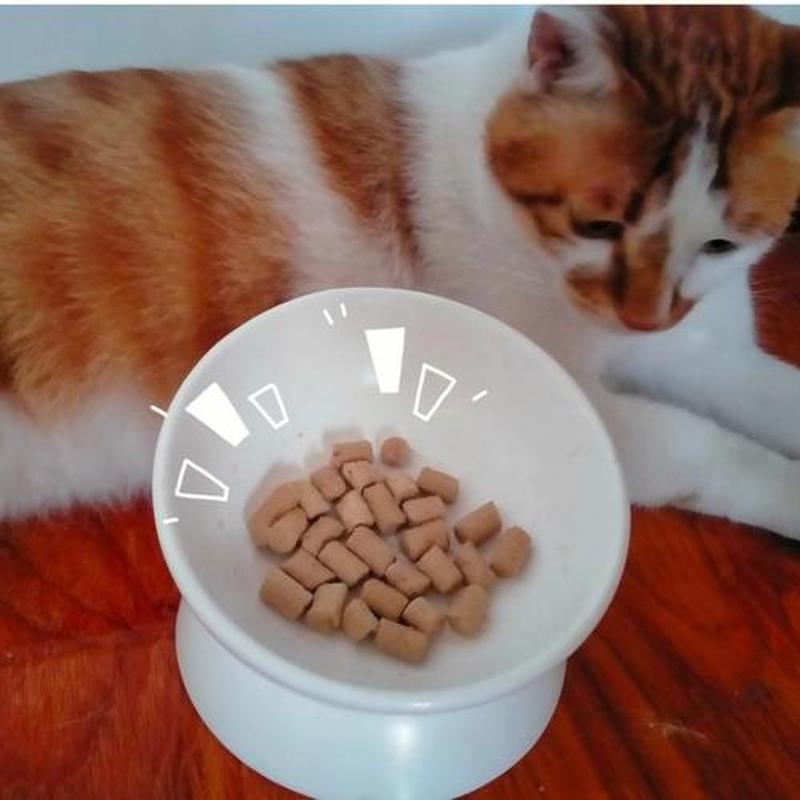 猫咪没有食欲怎么办—猫咪食欲不振的应对措施-第1张图片-猫咪屋