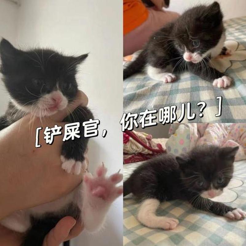 一月奶猫喂什么时候(新晋铲屎官指南：一月奶猫喂养时点详解)-第1张图片-猫咪屋