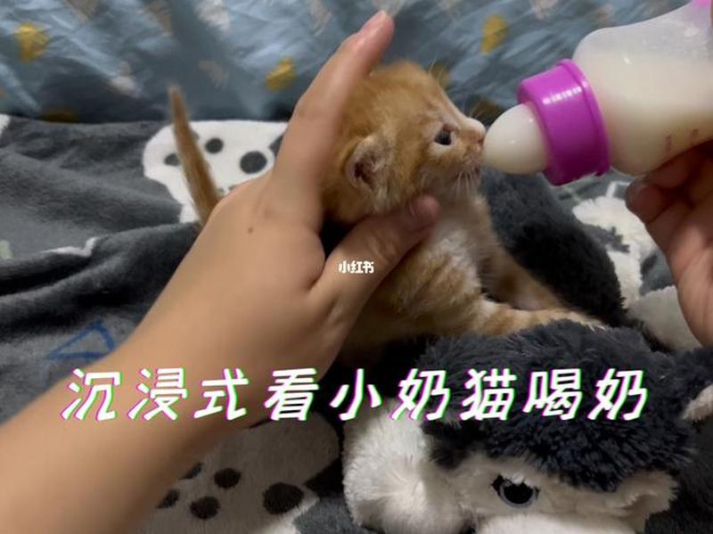 怎么样喂幼猫—怎么喂幼猫吃奶-第1张图片-猫咪屋