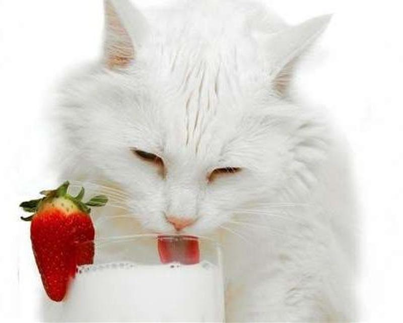 成年猫喂纯牛奶(成年猫 牛奶)-第1张图片-猫咪屋