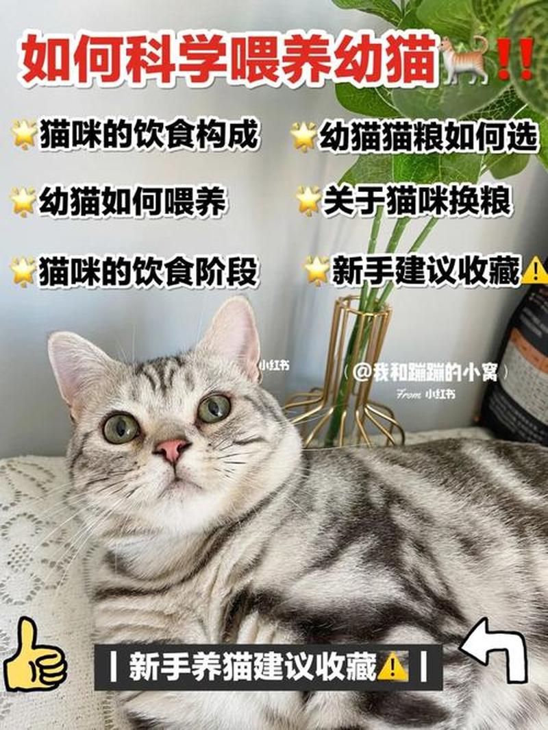 猫喂什么吃的好处—揭秘猫咪饮食的秘密：科学喂养带来的神奇益处-第1张图片-猫咪屋