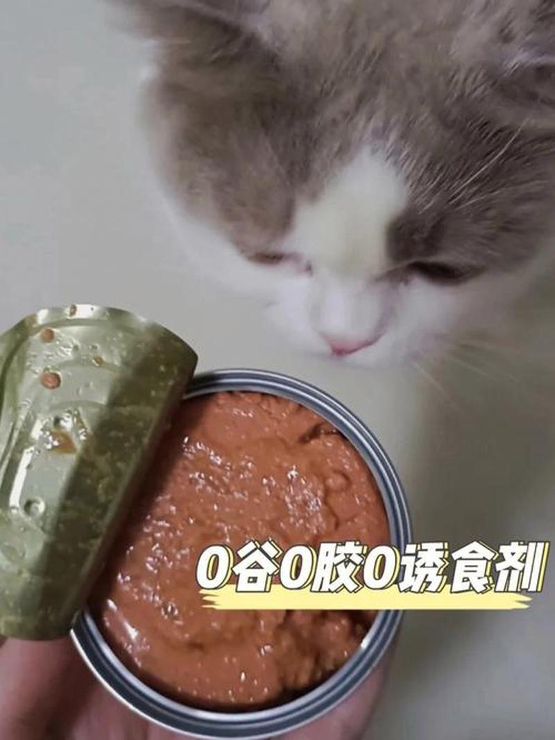 猫罐头多久喂一次—猫罐头多久喂一次更好-第1张图片-猫咪屋