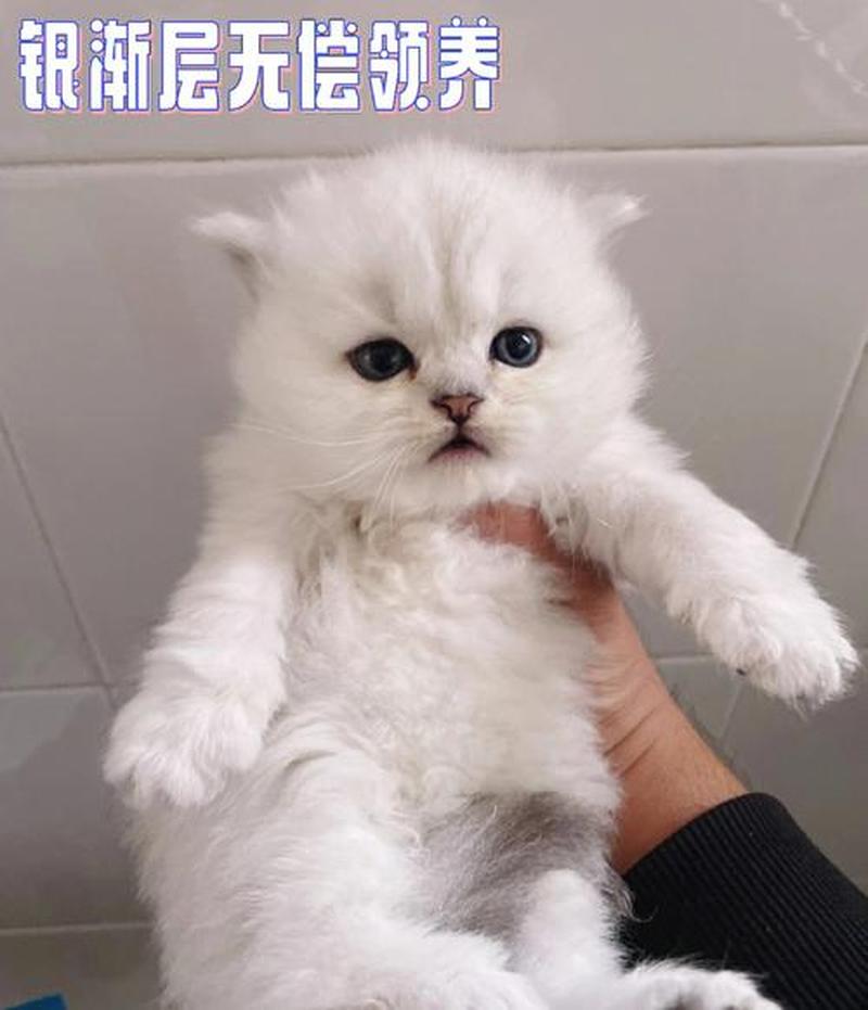 成都哪里可以领养猫咪2020年的(成都领养猫：指南和建议)-第1张图片-猫咪屋