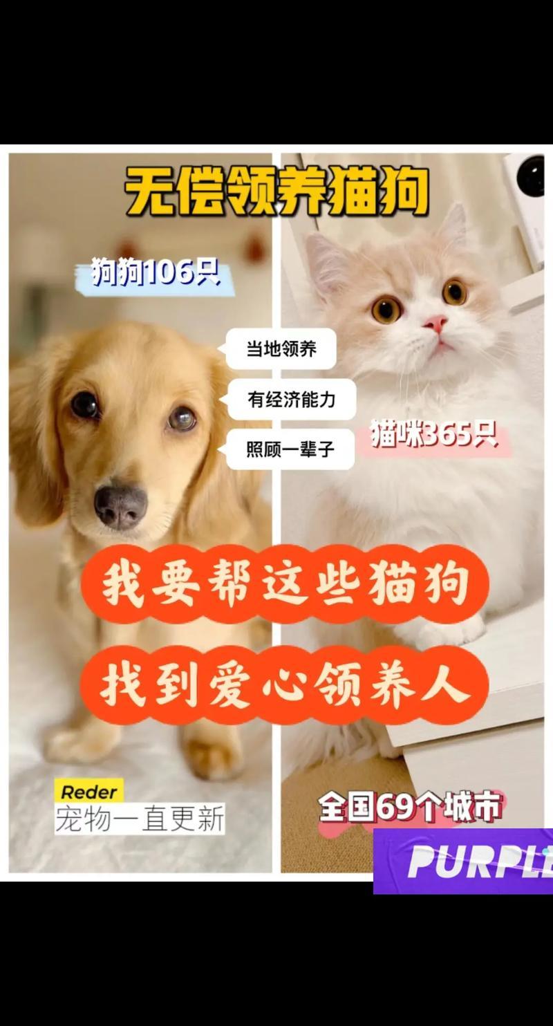 哪里有免费领养猫狗的活动(免费领养毛茸茸的家人们)-第1张图片-猫咪屋