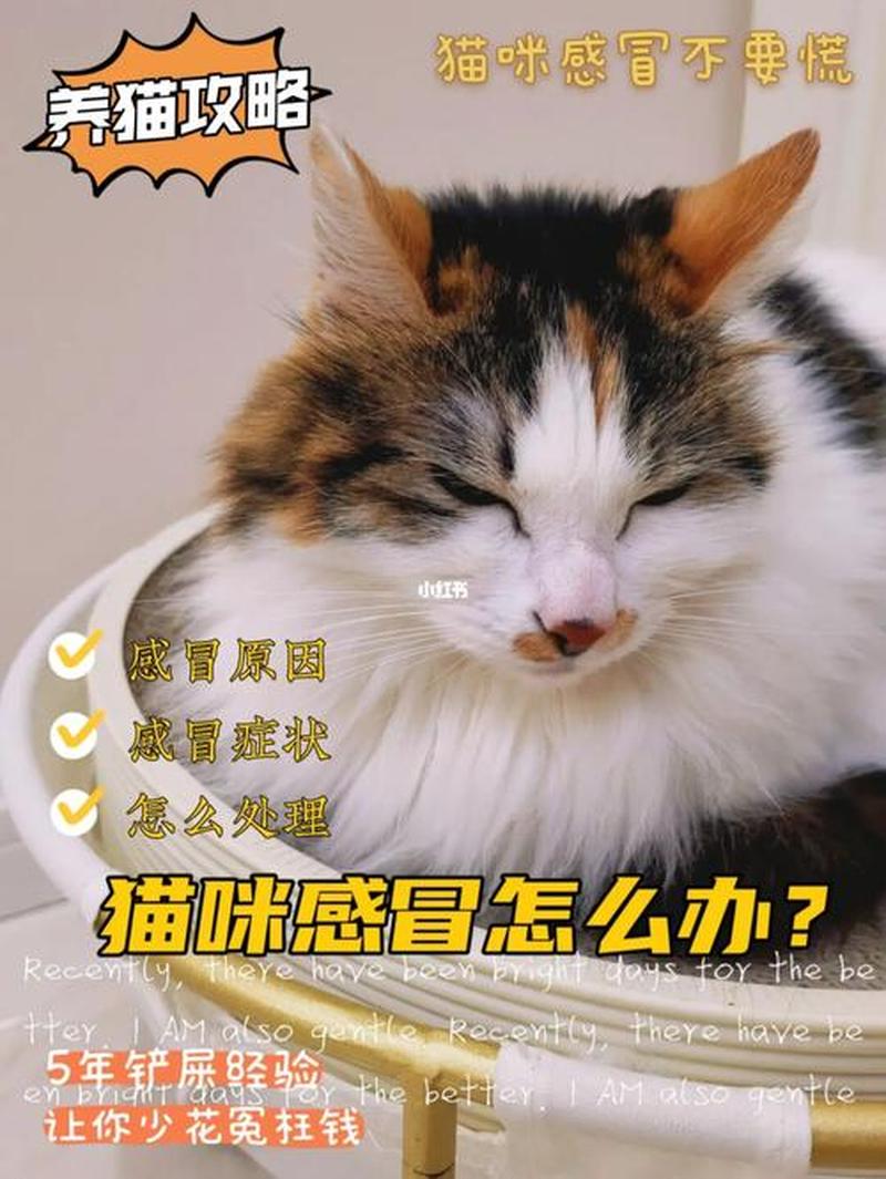 养猫不停流鼻涕_养猫不停流鼻涕怎么回事-第1张图片-猫咪屋