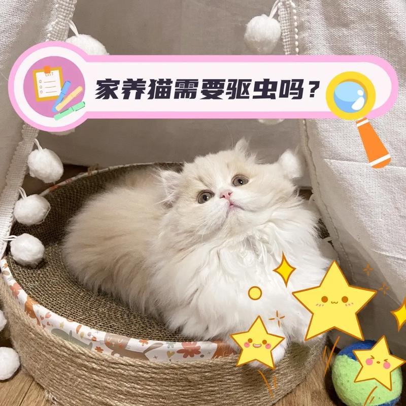 家养猫咪必须要进行驱虫吗(家养猫咪驱虫不可或缺 保障健康幸福)-第1张图片-猫咪屋