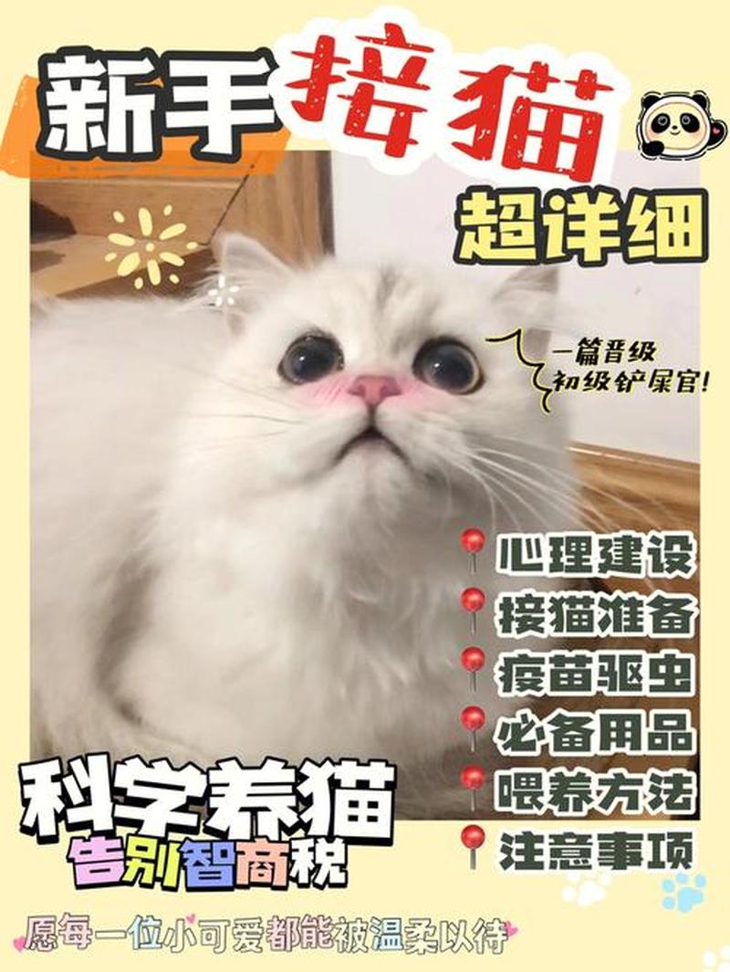 养猫繁殖需要注意什么_养猫繁殖全指南：从选择猫种到健康照护-第1张图片-猫咪屋