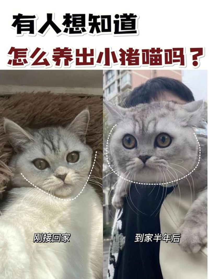 养猫训练技巧(养猫怎么训练)-第1张图片-猫咪屋