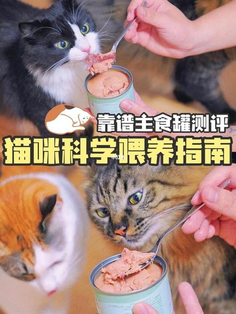 刚买的猫怎么喂食_新家小猫食谱：科学喂养健康成长-第1张图片-猫咪屋