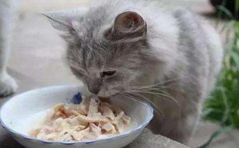 猫不吃不喝喂什么_猫不吃不喝喂什么流食-第1张图片-猫咪屋