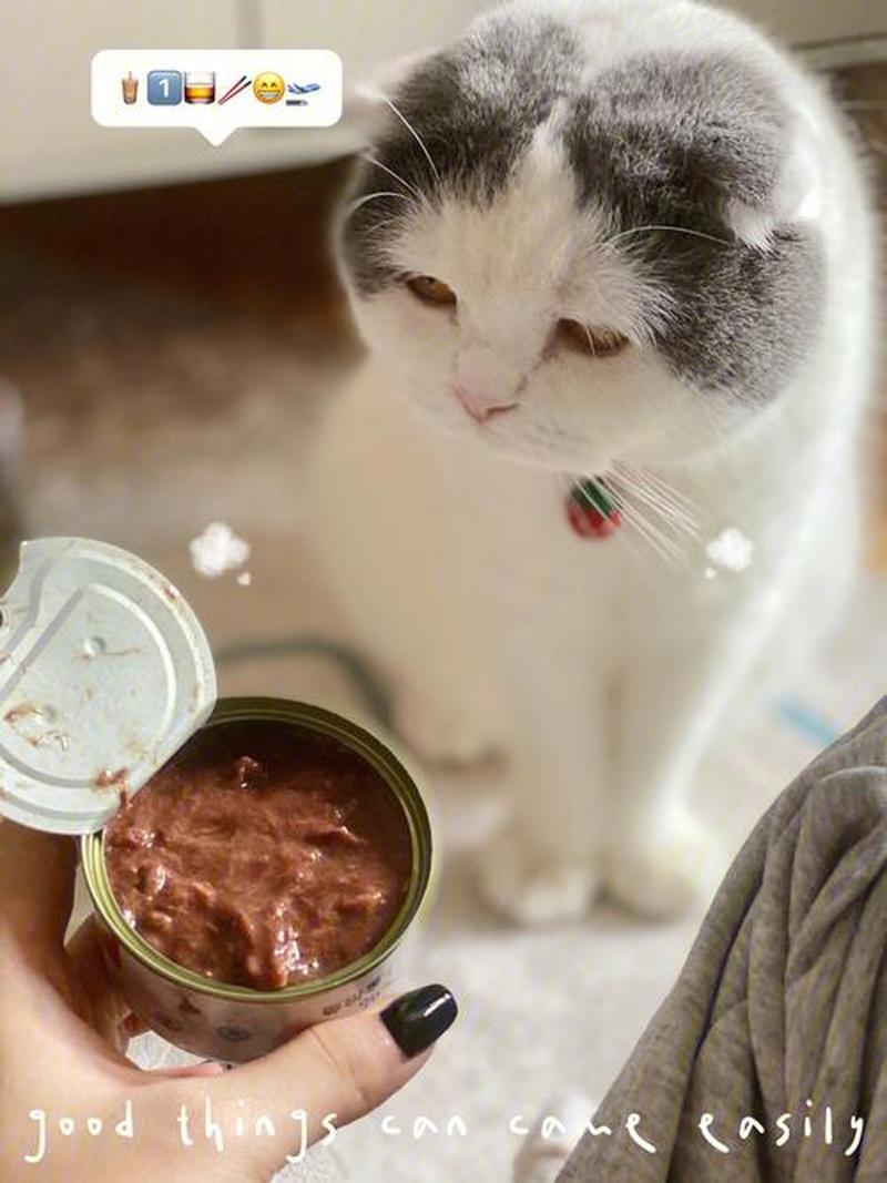 猫咪没有胃口吃东西,生病了吗—猫咪食欲不振的肝肾警兆：警惕隐蔽的健康危机-第1张图片-猫咪屋