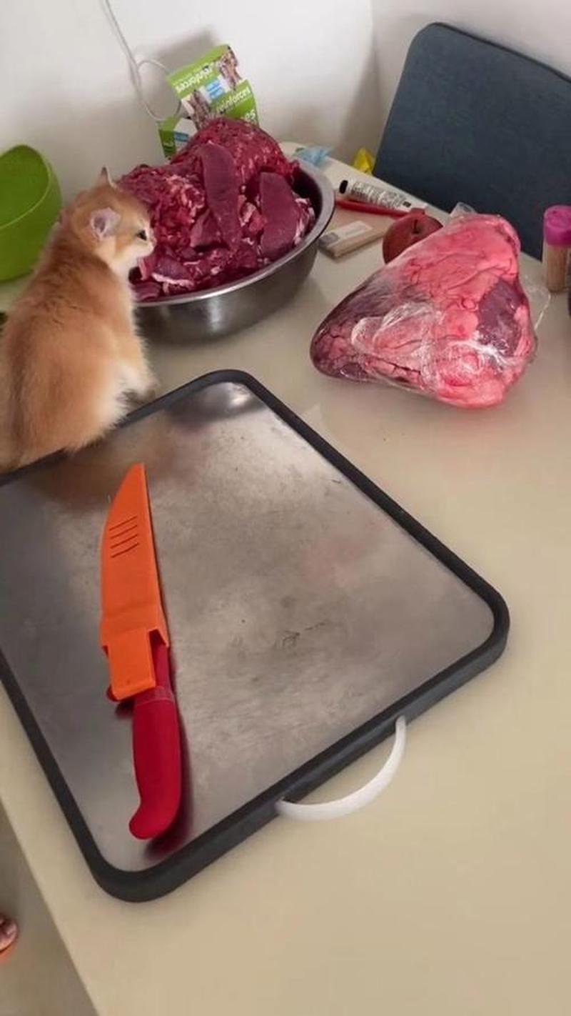 生牛肉怎么喂猫(生牛肉喂猫前要做什么)-第1张图片-猫咪屋