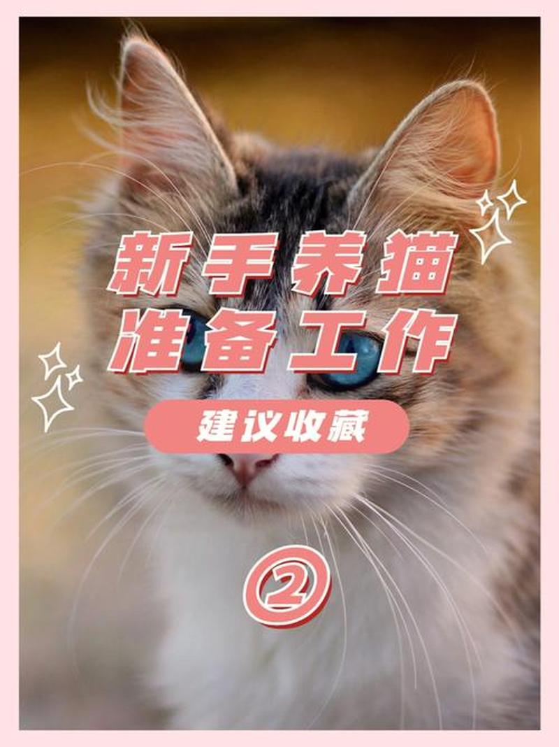 要上班的人怎么养猫—上班族轻松养猫指南：繁忙工作下的贴心伴侣-第1张图片-猫咪屋