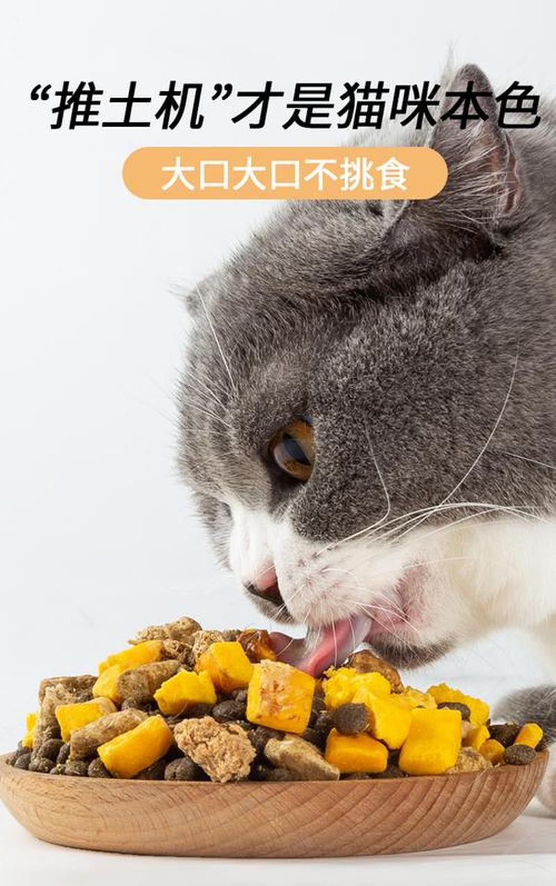 英短幼猫喂猫粮_英短萌宝的美食盛宴：细品猫粮的味蕾之旅-第1张图片-猫咪屋