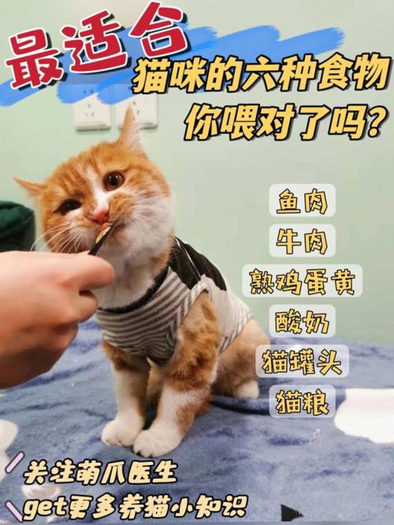 猫必须补充牛氨酸—猫主铲屎官必知：喂猫食物中暗藏牛胆素的风险-第1张图片-猫咪屋