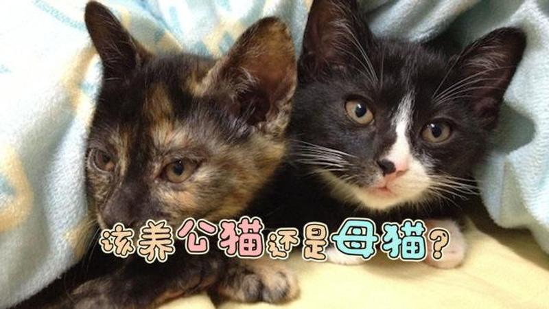 养猫公的还是母的好处(养猫 公的好还是母的好)-第1张图片-猫咪屋