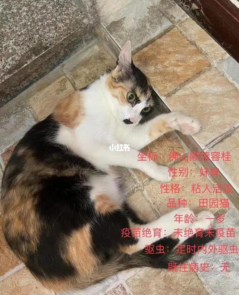 佛山哪里可以领养猫_佛山猫领养指南：寻找你毛茸茸的伴侣-第1张图片-猫咪屋