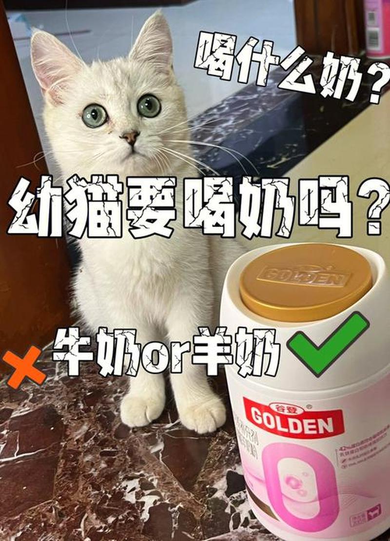 猫喂鲜奶还是纯牛奶_猫喝鲜奶吗-第1张图片-猫咪屋