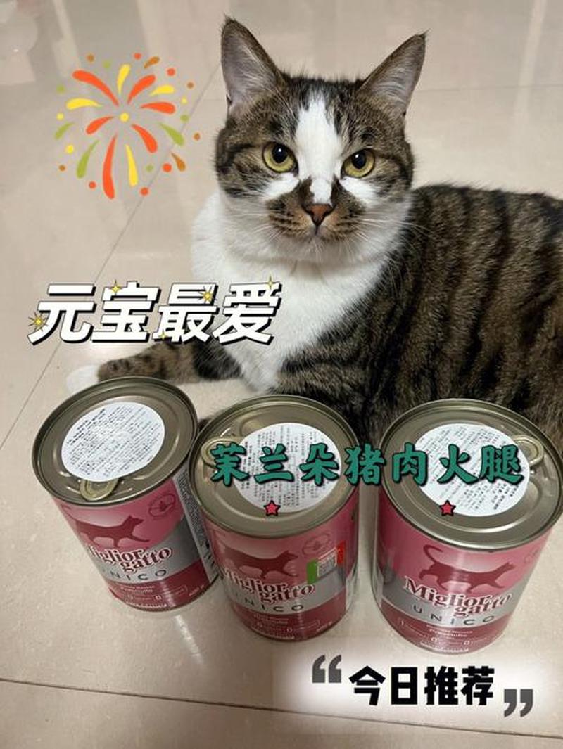 猫没有食欲吃什么药—消极猫食欲助兴妙方-第1张图片-猫咪屋