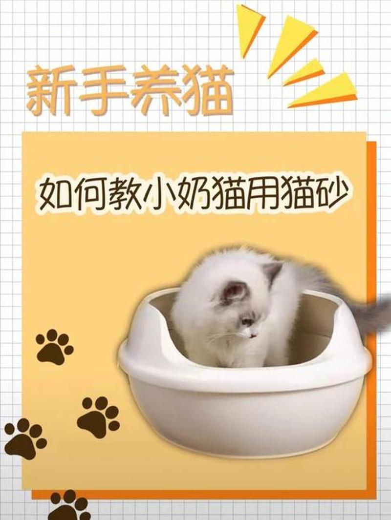 养猫需要几个猫碗_居家养猫所需猫砂盆数量指南-第1张图片-猫咪屋