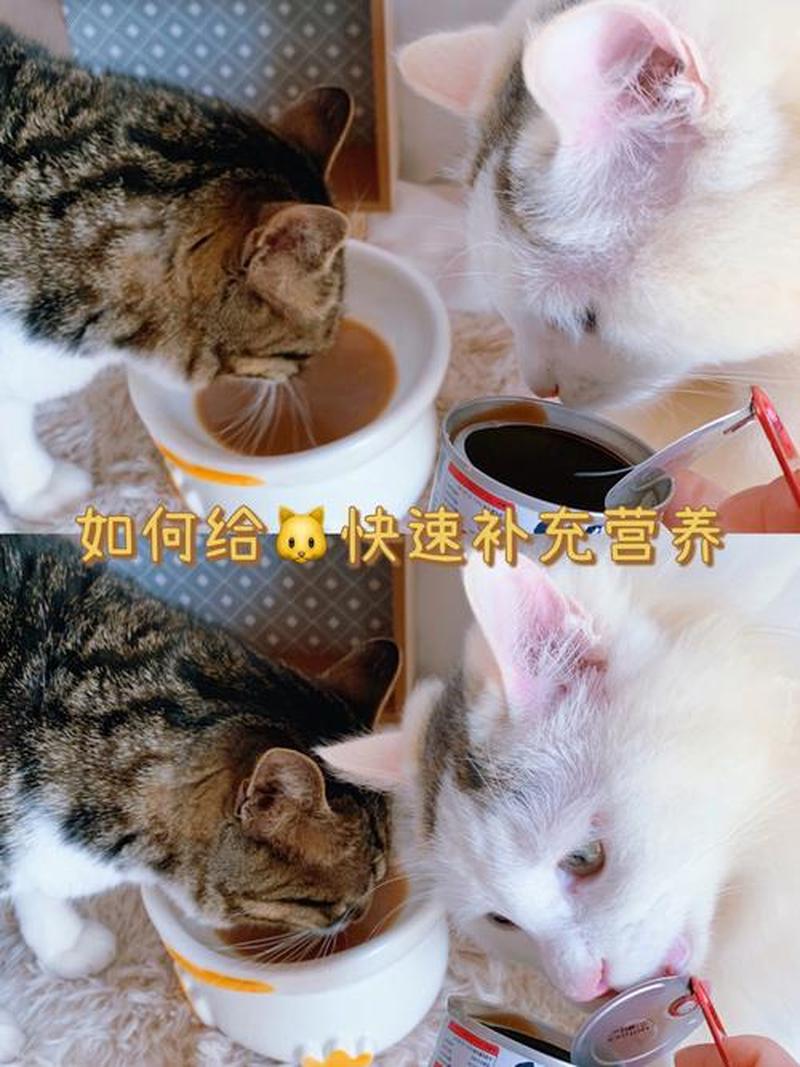 猫咪食欲下降变瘦(猫咪食欲下降消瘦)-第1张图片-猫咪屋