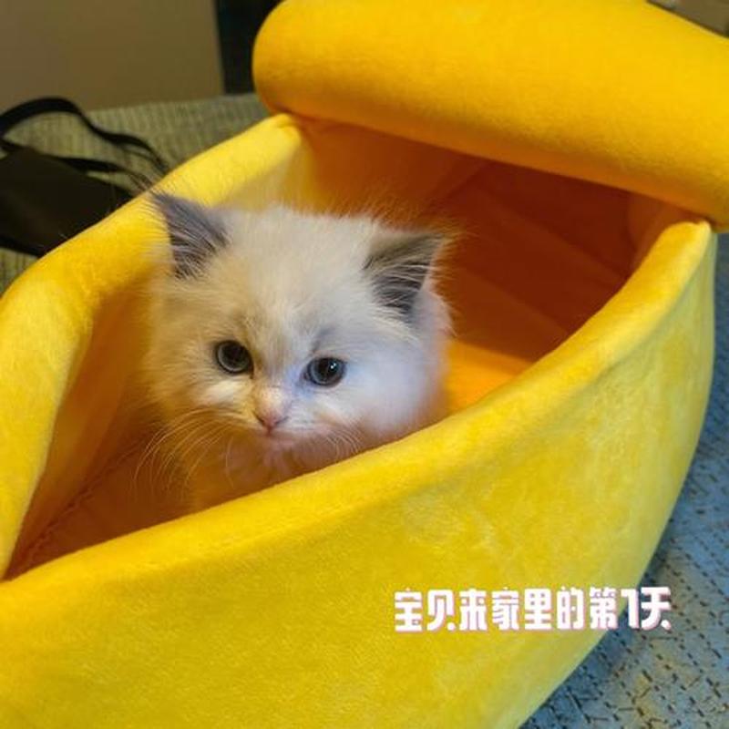 小奶猫一天喂多少奶粉_小奶猫一天喂多少奶粉正常-第1张图片-猫咪屋