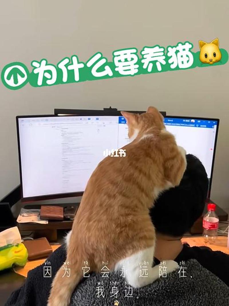 为什么要养猫_为什么要养猫猫-第1张图片-猫咪屋