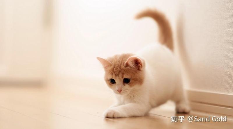 养猫要养两只吗—养猫要养两只吗？猫生同伴的重要性探讨-第1张图片-猫咪屋