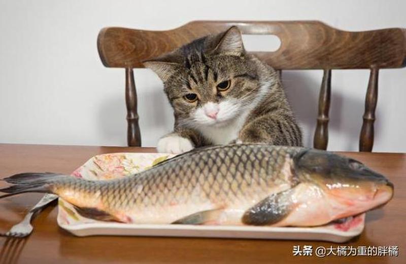 给猫吃鱼可以直接清水煮吗_鱼之欢宴：猫咪味蕾的狂欢盛宴-第1张图片-猫咪屋